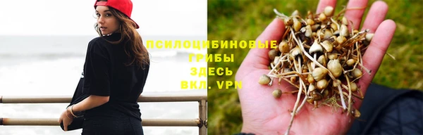 индика Белая Холуница